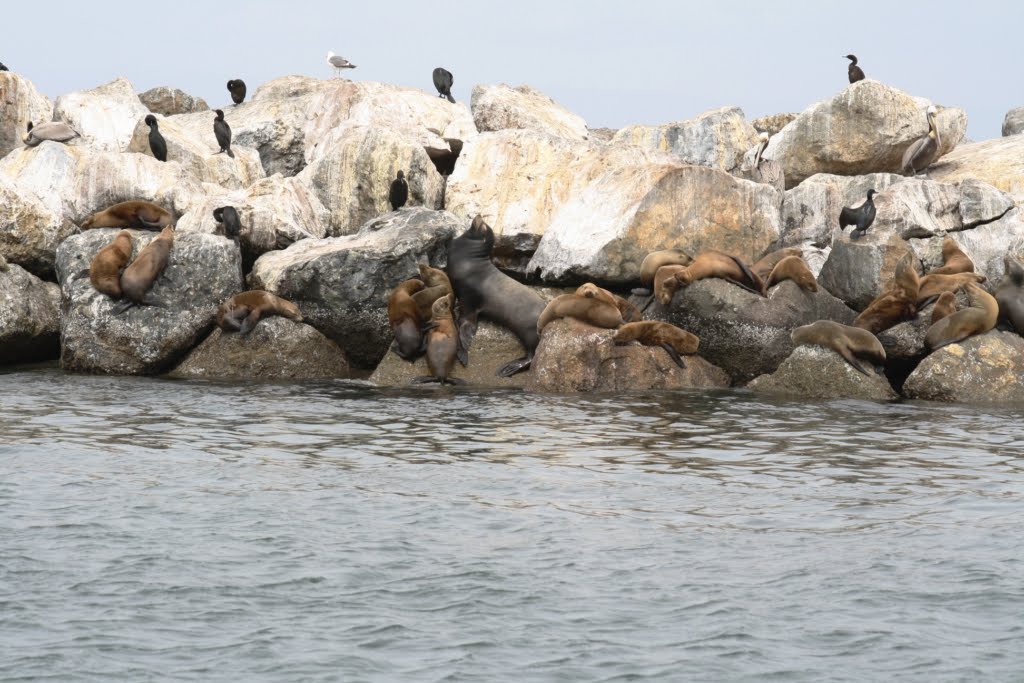 My photo journal: Monterey and Pacific Grove